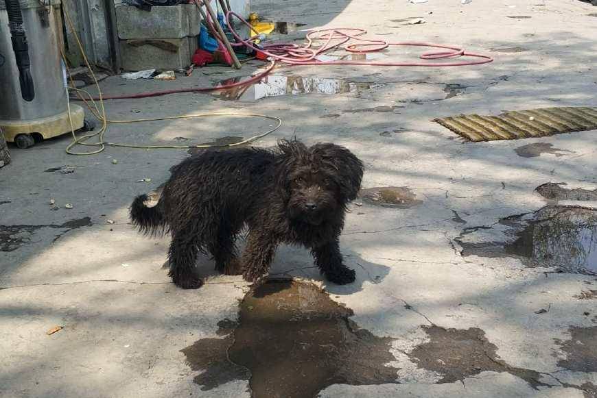 泰迪和土狗串串因为丑惨遭主人抛弃好心洗车店老板收养狗狗