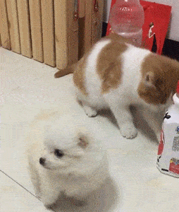 小奶狗傻愣愣的,橘猫为了引起它的注意,假装滚过去将它推倒!