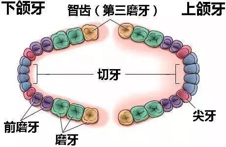 既然和别的磨牙没有功能上的区别,为什么智齿会被单独拎出来呢?