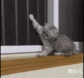 小萌猫的爪爪被窗纱勾住动不了,主人却在一旁看笑话,猫咪委屈了