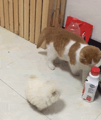 小奶狗傻愣愣的,橘猫为了引起它的注意,假装滚过去将它推倒!