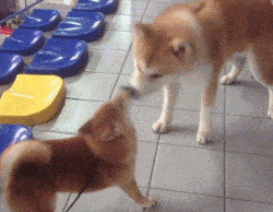 原创以忠犬八公而闻名于世的秋田犬,跟柴犬还有着最萌身高差呢