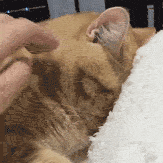 养猫就像养女朋友,这些场景一定会让你感到似曾相识