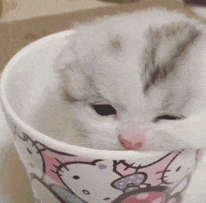 原创主人下班回家发现小奶猫不见了,当看到眼前的这一幕后,哭笑不得