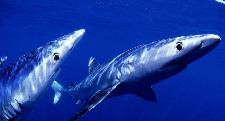 淡水观赏鲨鱼有几种,宠物鲨鱼有哪些?
