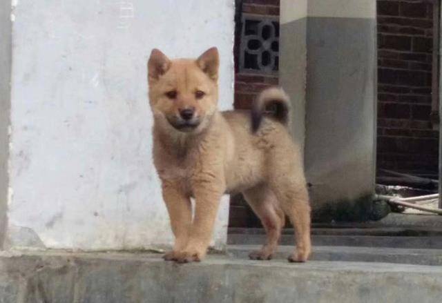 原创精品中华田园犬,品相不输柴犬,可待遇却比宠物狗差