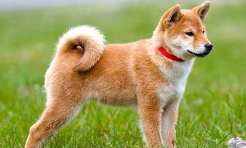 因忠犬八公而闻名的日本犬种秋田犬到底有多忠诚