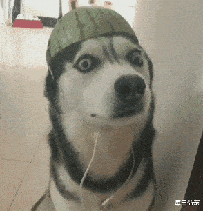 铲屎官恶搞,用西瓜皮给金毛做了件衣服,狗狗一秒变乌龟,笑死!