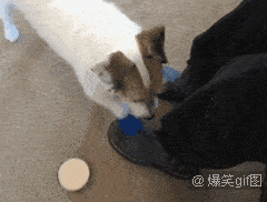 原创养狗千日,用狗一时,没什么是汪星人干不了的