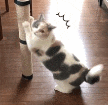 猫咪偷偷磨爪子,被发现后露出了惊恐的表情