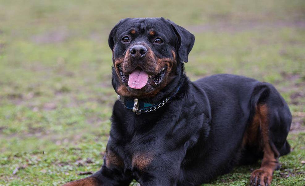 原创宠物大全罗威纳犬小资料罗威纳犬是世界上最强大的品种之一