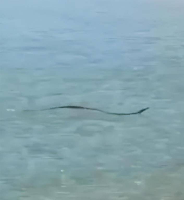 澳海滩出现一条剧毒蛇在游泳棕蛇和游客相差几米这非常危险