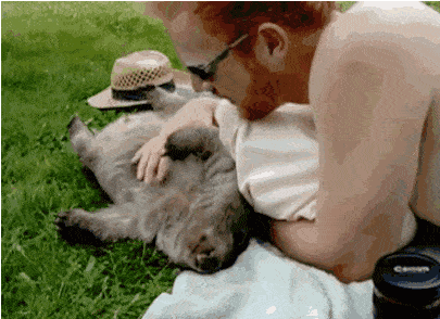 短尾矮袋鼠:世界上最快乐的动物,前景却不容乐观