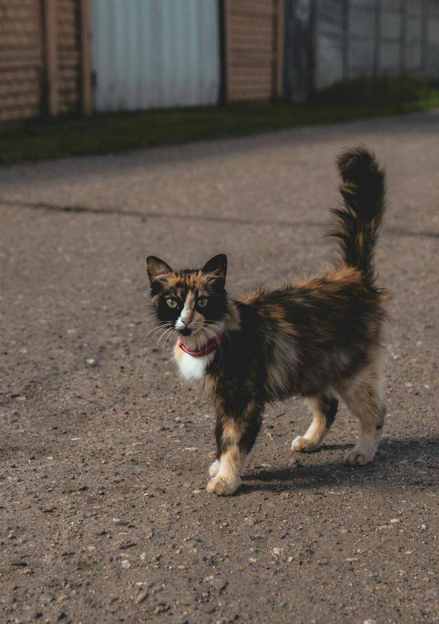 原创猫咪为什么一遇到危险就竖起尾巴呢