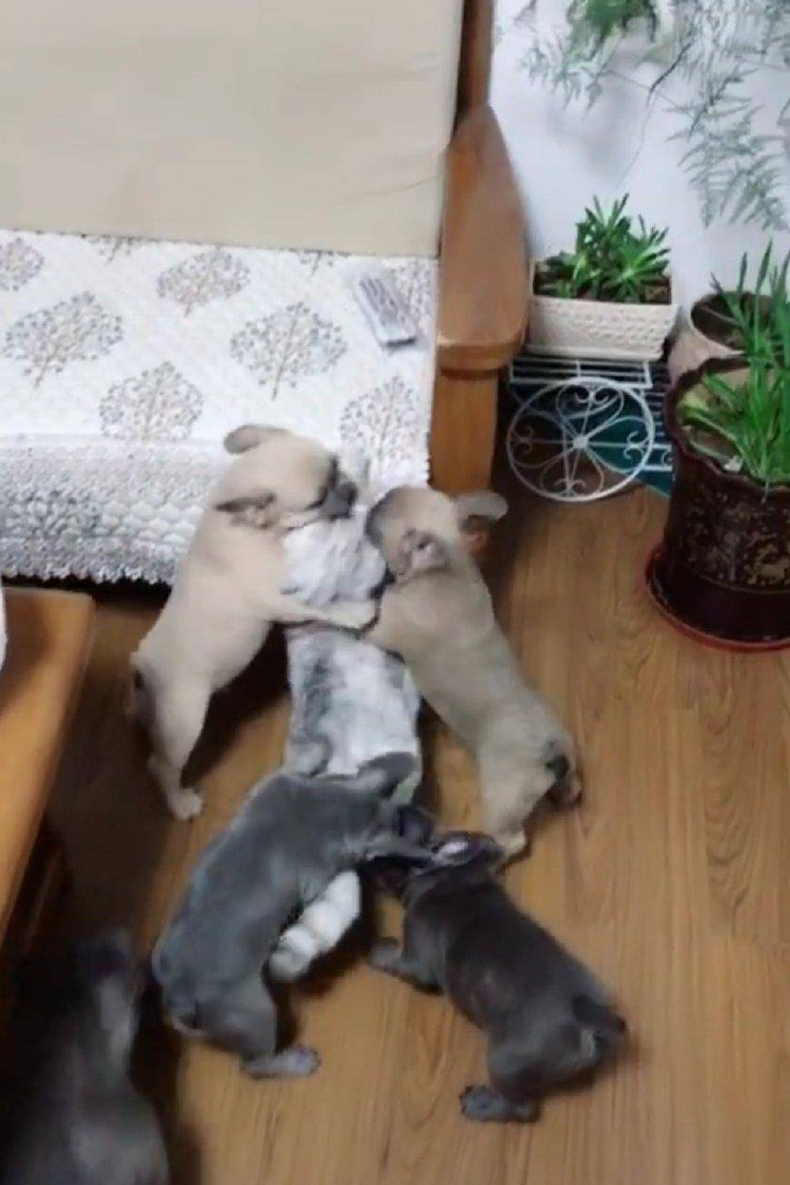 几只法斗犬越咬越上瘾,追着猫咪打个没完,铲屎官就在一旁看热闹.