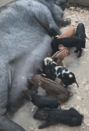 母猪生了一窝小猪崽,基因的差别太大,小猪们颜色各异!