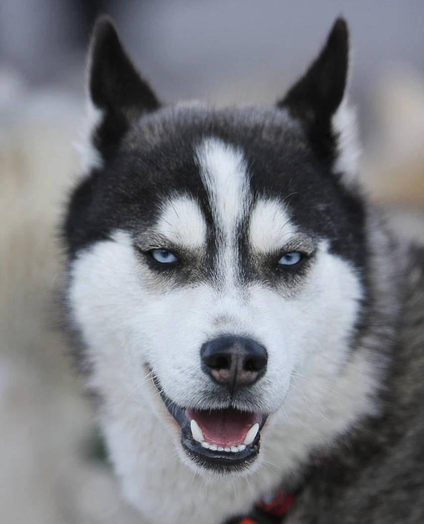 原创阿拉斯加雪橇犬要哭了:别再拿我当表情包了,我不是二哈!