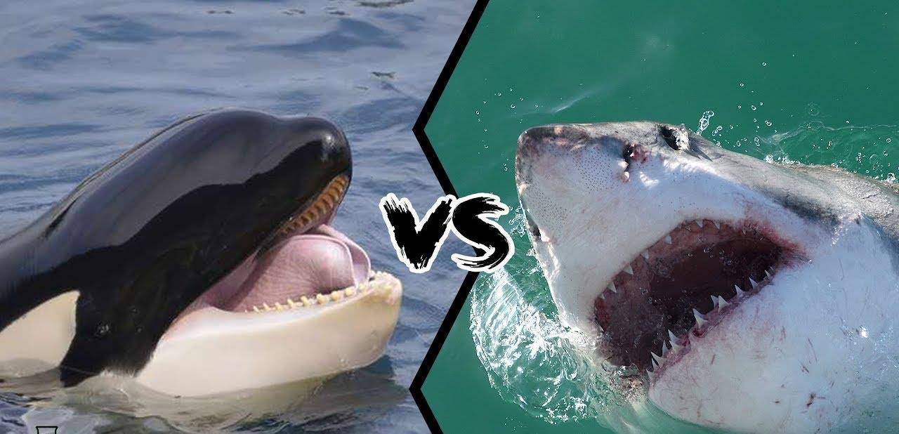 虎鲸vs大白鲨谁才是真正的海洋霸主全面对比后战局一边倒