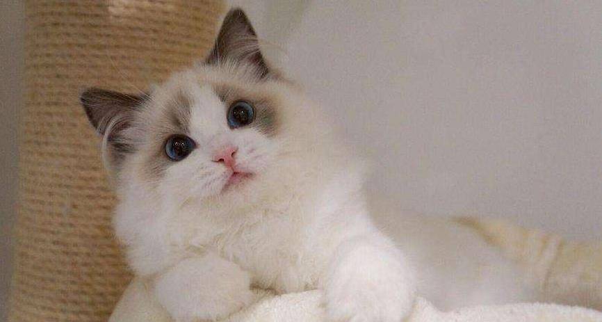 布偶猫比英短猫好看,为何英短猫却更受欢迎?