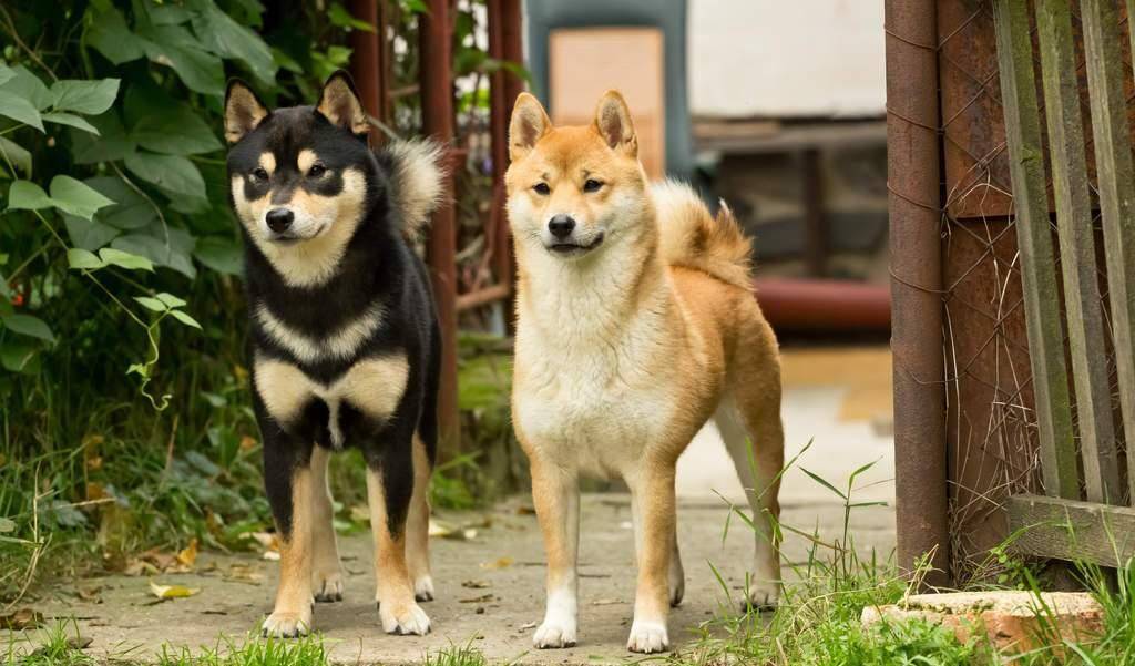 原创秋田犬和日本柴犬傻傻分不清?看看这些你也许就可以分清了!