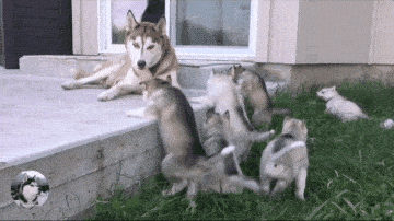 二哈被送进狗狗学校,第一节课就被老师罚,狗:都起来嗨