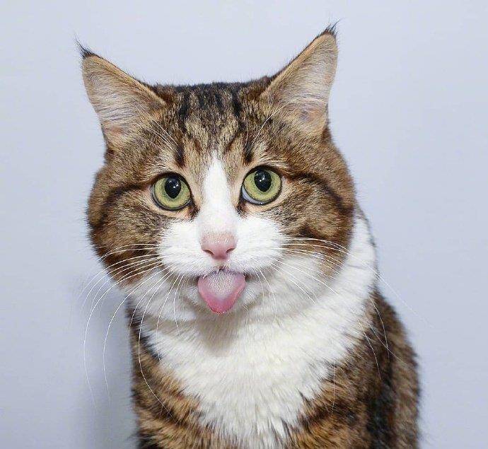 一只名叫rexie的猫,每一个笑容都是表情包,太有戏了!