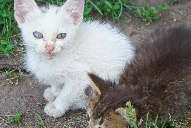 这类猫咪没有纯血统,品种属于杂交的.