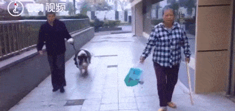 300斤…… 长不大的小香猪还是长大了……失策了!