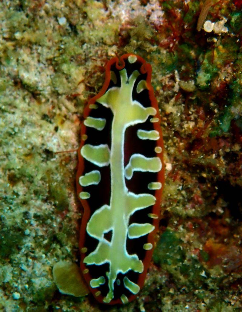 海扁虫,多彩又神秘的海生物