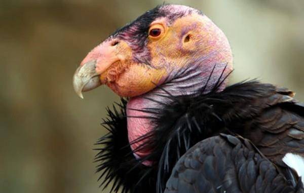 世界上最丑的鸟也玩"3p",加州秃鹰的奇葩交配组合