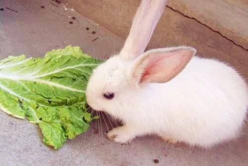 为什么兔子一喝水,就会断肠而亡?专家道出真实原因
