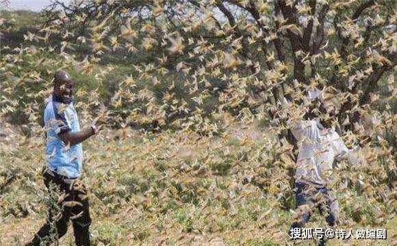 4000亿只蝗灾预警拉响,军民曾联合抗蝗,日寇却视蝗如神如友_蝗虫