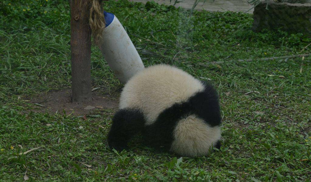 大熊猫呆萌可爱10张图喜欢熊猫的进来看看吧