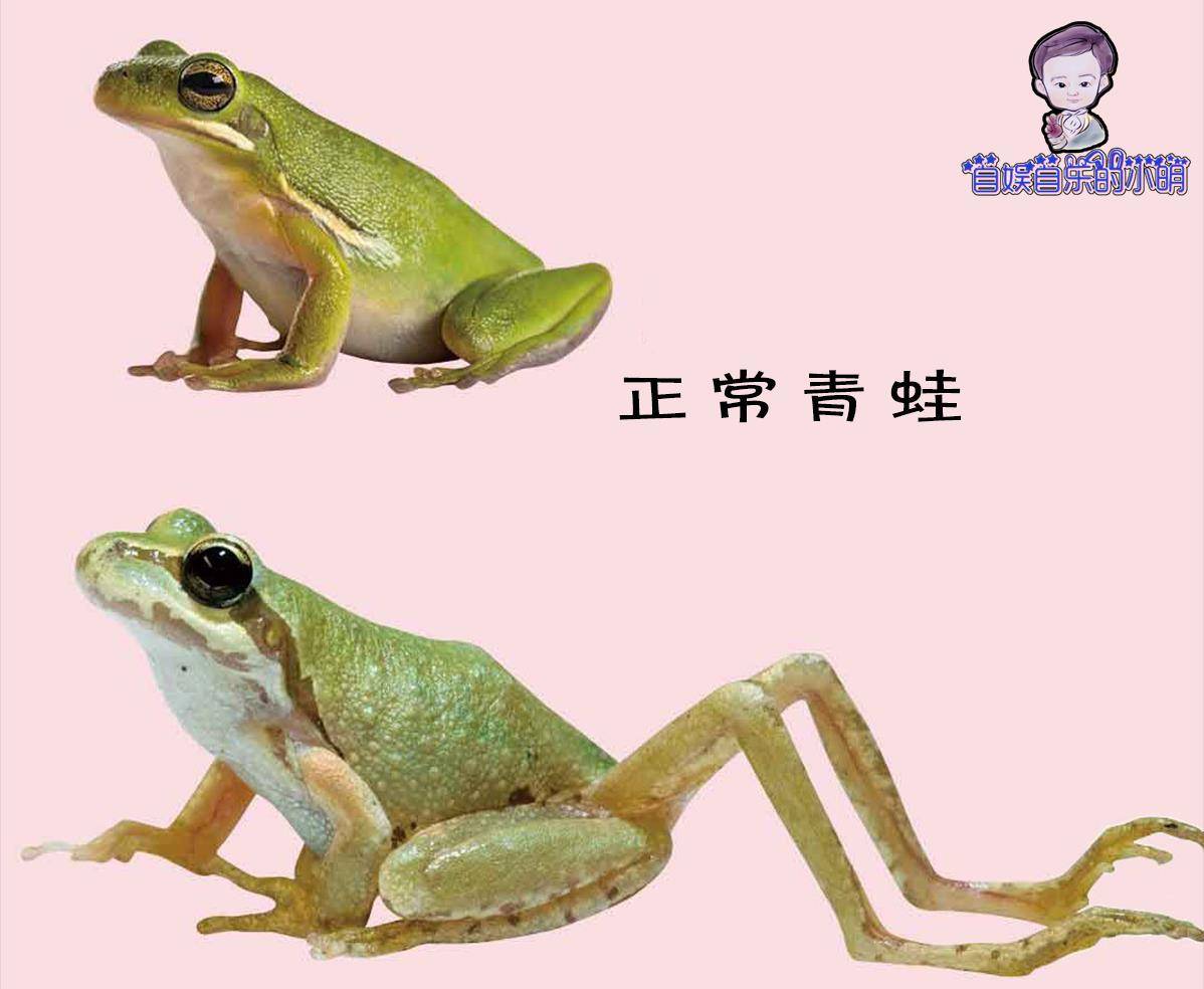原创寄生虫系列之一:青蛙为什么长出这么多条腿?