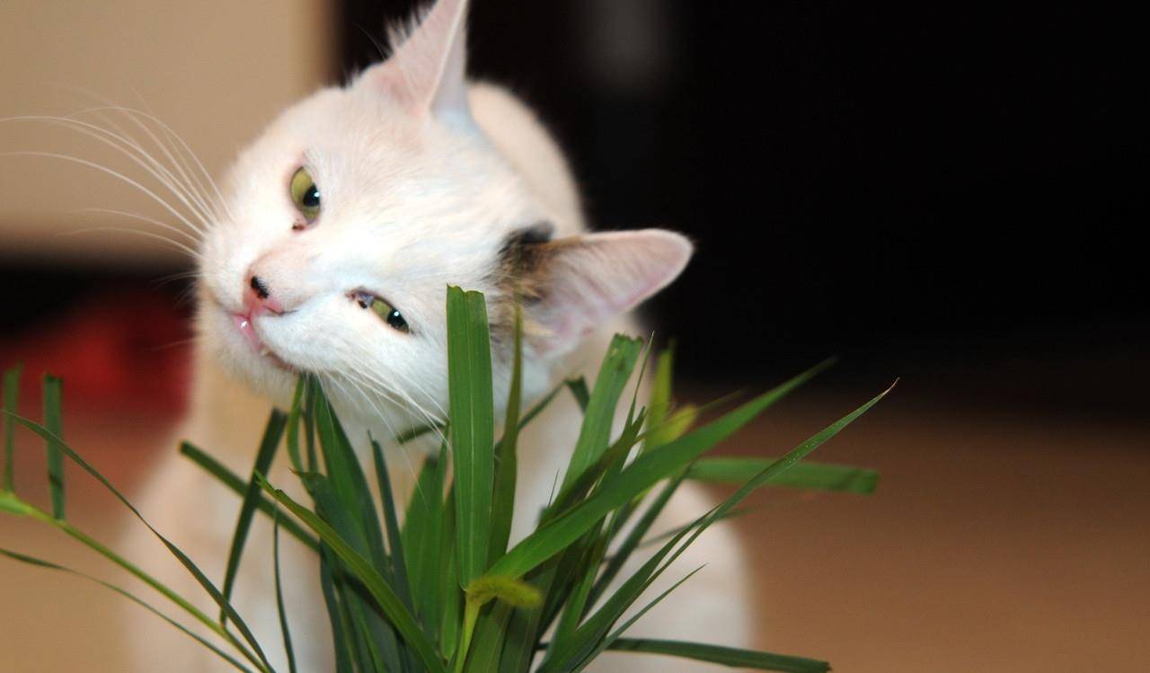 猫咪是食草动物?遇到美味的猫草,猫可以稍微假装一下"