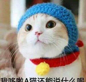 「猫咪表情包」我真是个天才