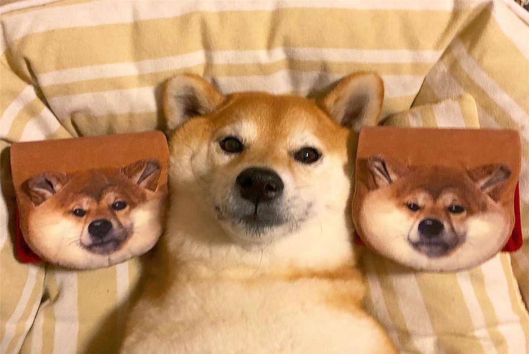 拥有60万ins粉丝的日本网红柴犬マロたん用亲身实践告诉我们:要想长