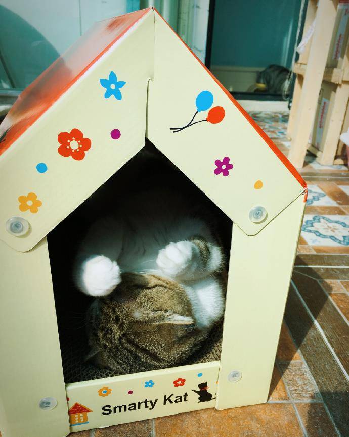 铲屎官为猫咪打造纸箱猫窝,猫咪们争相体验互不相让