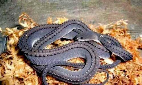 世界上六种最稀有的蛇,第二种价值超过百万,第一种