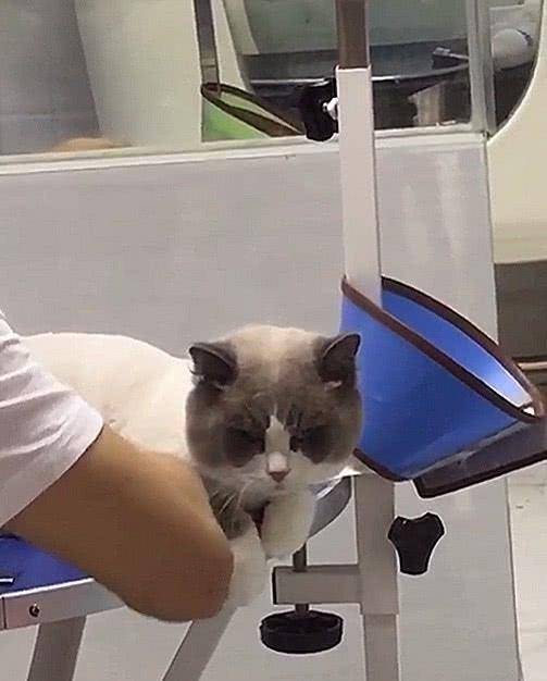 主人带布偶猫做造型,品种给都换了,网友:两万的身价瞬间打折!