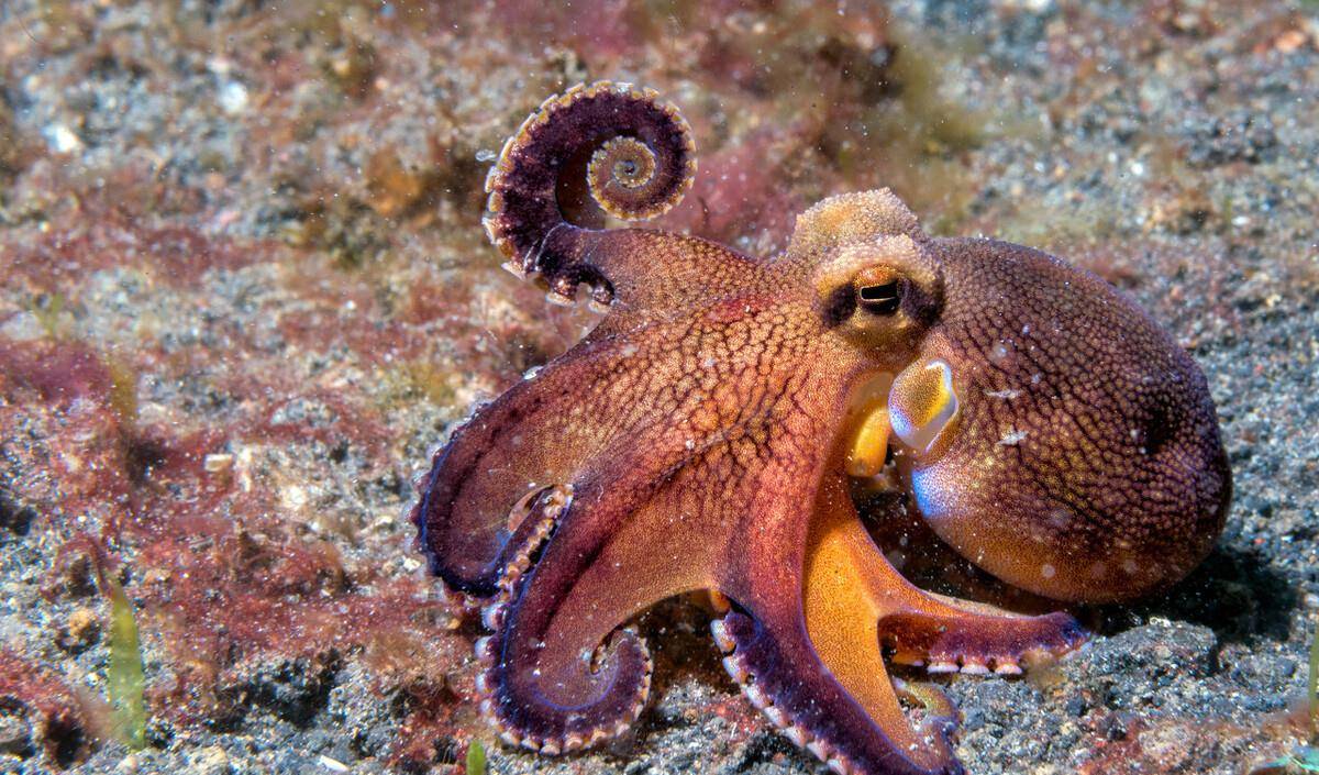 原创世界上五种章鱼,第一名可遇不可求,充斥着神秘感