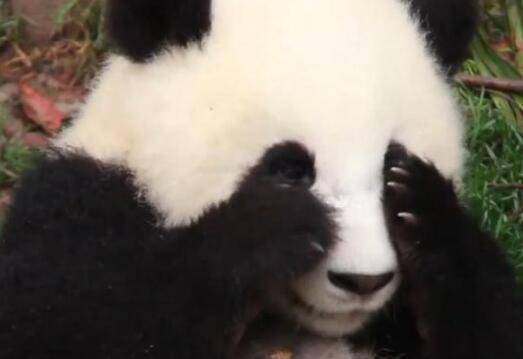 原创熊猫团子被奶爸拍摄害羞之后蜷缩成球呆萌样子让人笑翻