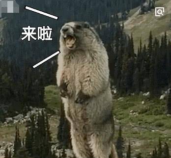 原创游客偶遇巨肥土拨鼠,给它喂苹果却不小心掉了,下一幕让人笑喷!