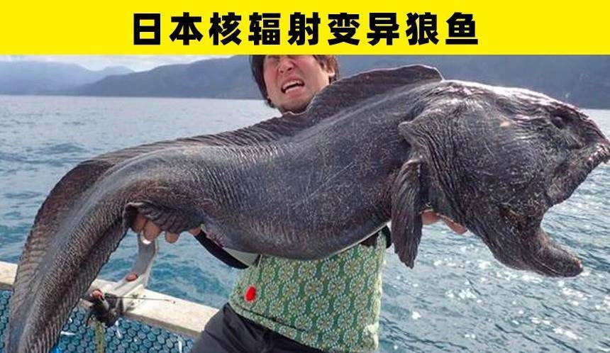 近些年来,被人类找到的7个奇怪的生物