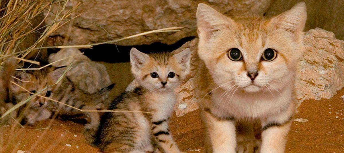 日本首次引入的两只沙漠猫,3个月时间连生两