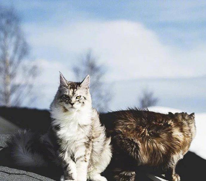 一组霸气的缅因猫图片如此酷帅的猫咪谁能扛得住