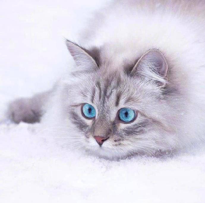 今天给大家分享一组西伯利亚猫咪的图片.