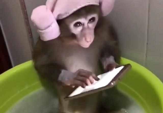 原创小猴子洗澡半天不出来,主人好奇推门查看,看见这一幕好气又好笑