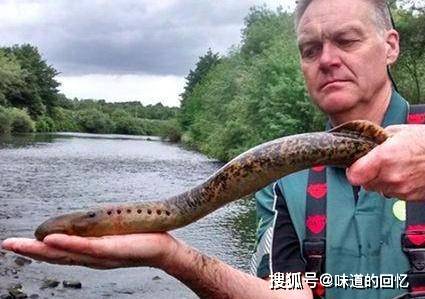 原创史前生物被中国人吃到"濒临灭绝",却在英国泛滥,网友:羡慕