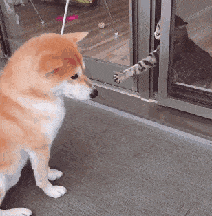 柴犬不敢反抗猫咪的拥抱.于是就出现了它们相亲相爱的照片.